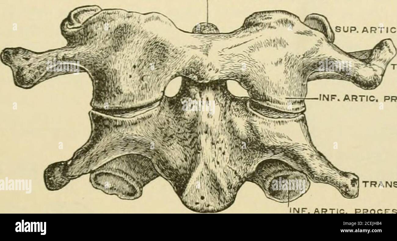 Eléments anatomiques de Quain. (vertébral), à travers lequel passe l'artère  et la veine vertébrales dans les six supérieurs. Il est uni avec le reste  de la vertèbre par deux parties ;