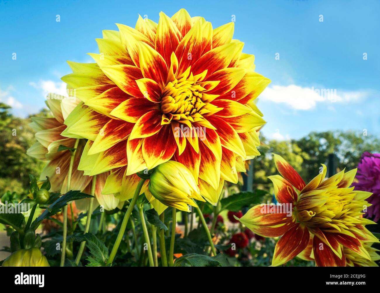 Dahlia coloré Banque D'Images
