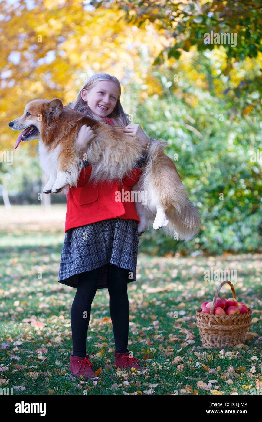 petite fille tenant un corgi moelleux dans ses bras. chute Banque D'Images