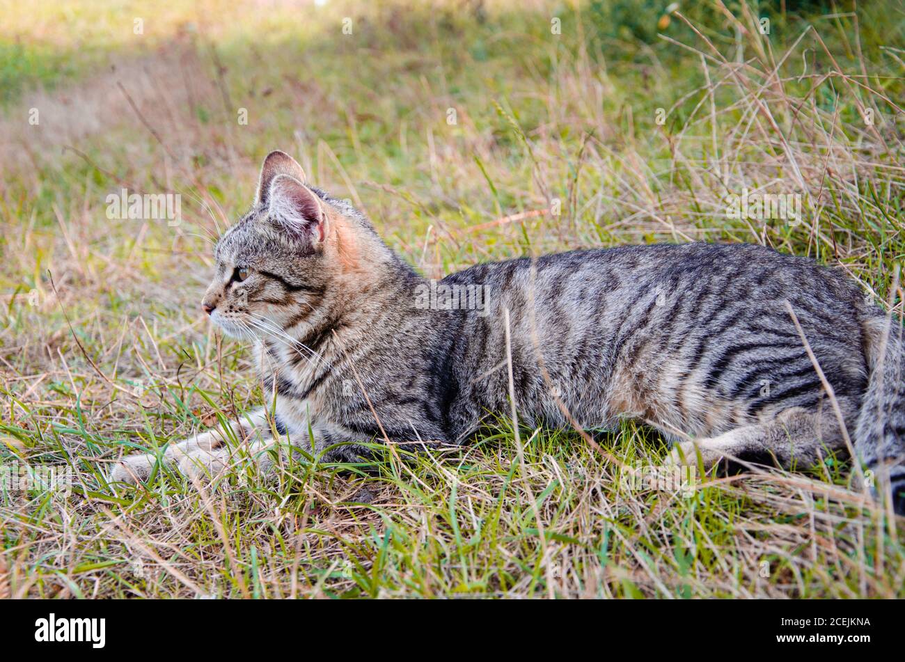 Chat de rue dans lit de fleur. Le chat gris moelleux est assis dans l'herbe verte. Banque D'Images