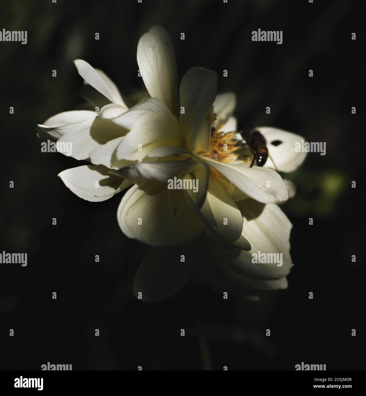 Gros plan de petit insecte assis sur des pétales de belle fleur blanche Banque D'Images