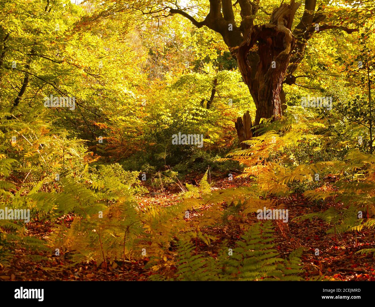 Burnham Beeches, Burnham, Buckinghamshire, Royaume-Uni. Banque D'Images