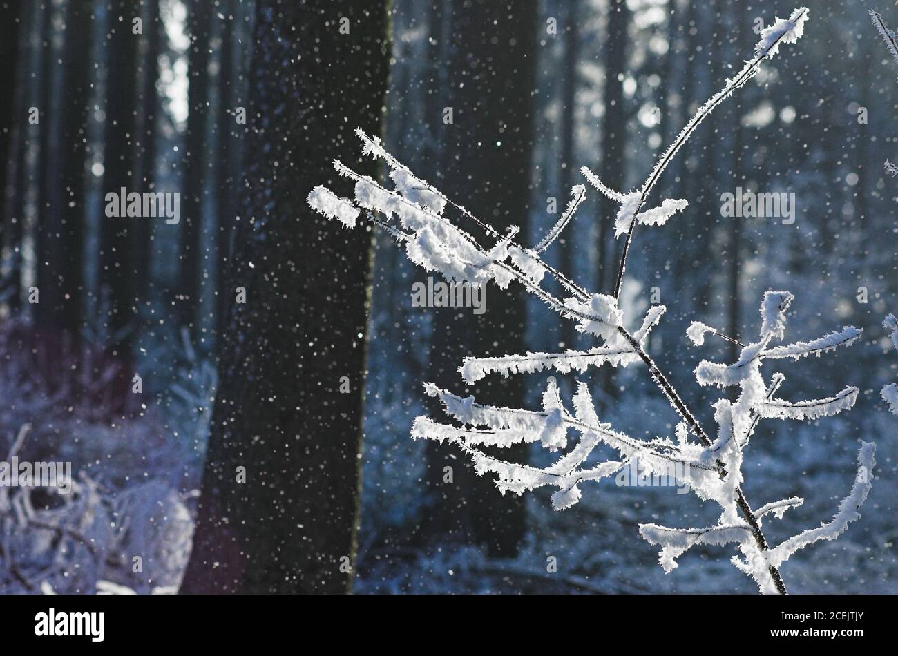 Délicate brindilles de plantes couvertes de glace en forêt d'hiver par temps de neige Banque D'Images