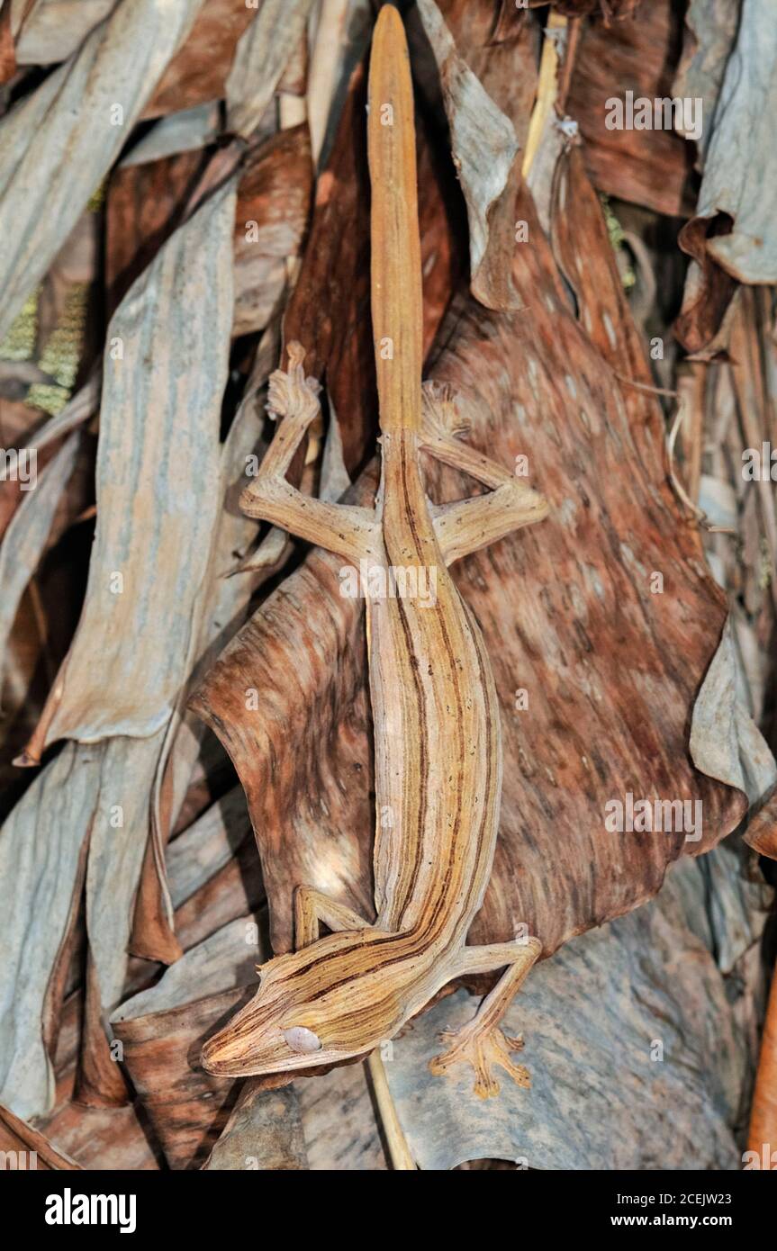 Gecko, Uroplatus lineatus, Madagascar Banque D'Images