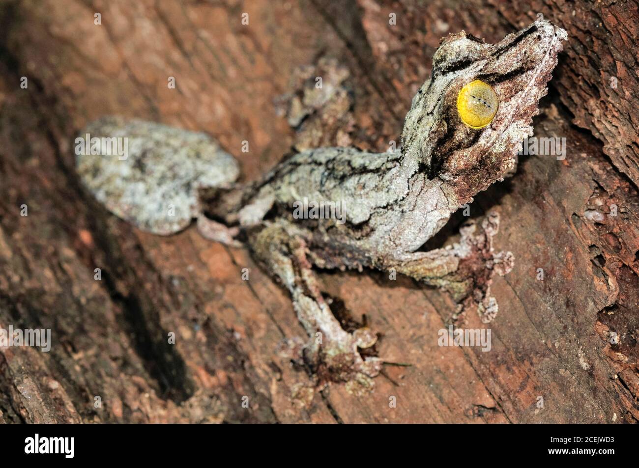 Gecko Uroplatus sikorae à queue de feuilles de mousse, Parc national d'Andasibe, Madagascar Banque D'Images