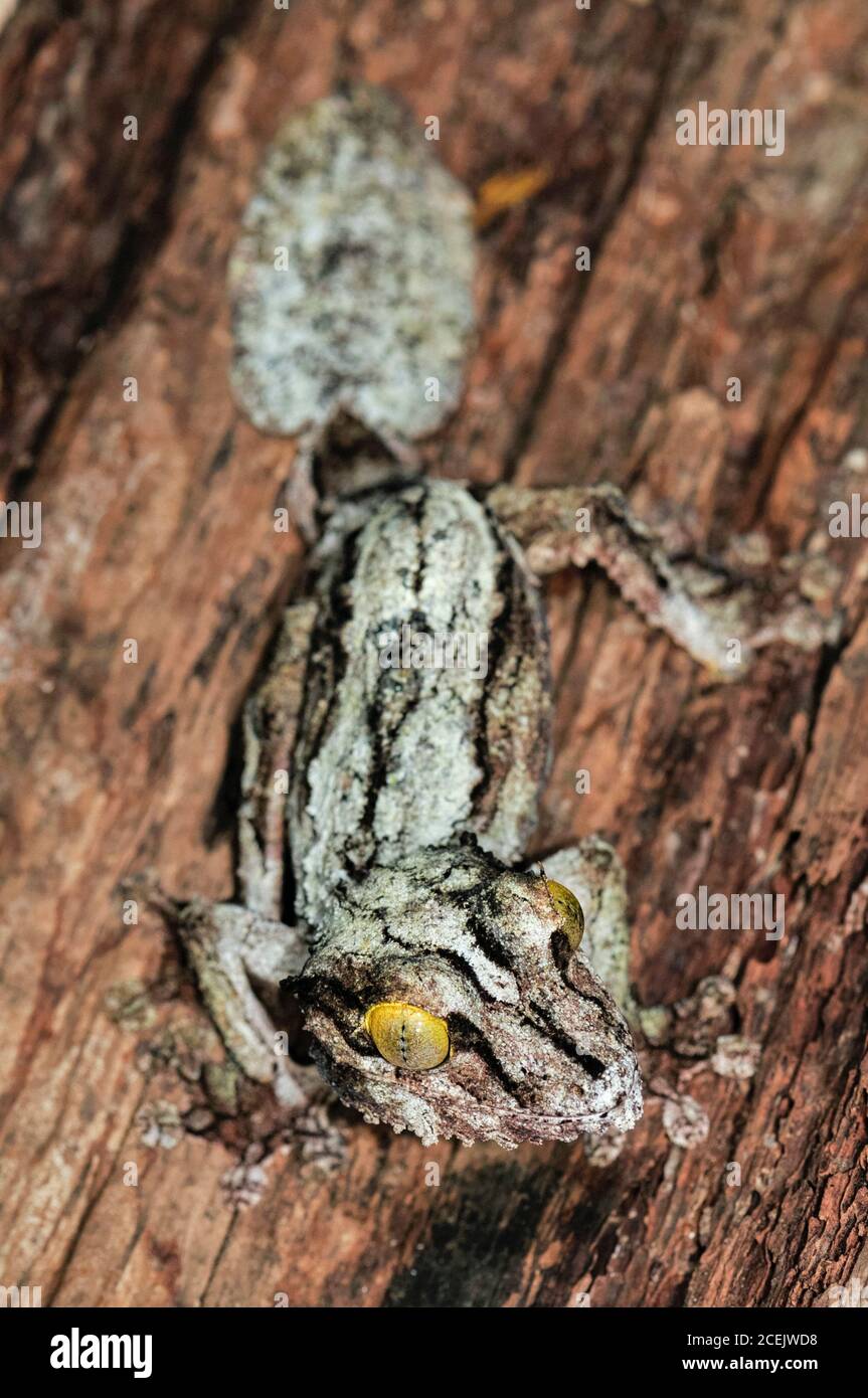 Gecko Uroplatus sikorae à queue de feuilles de mousse, Parc national d'Andasibe, Madagascar Banque D'Images