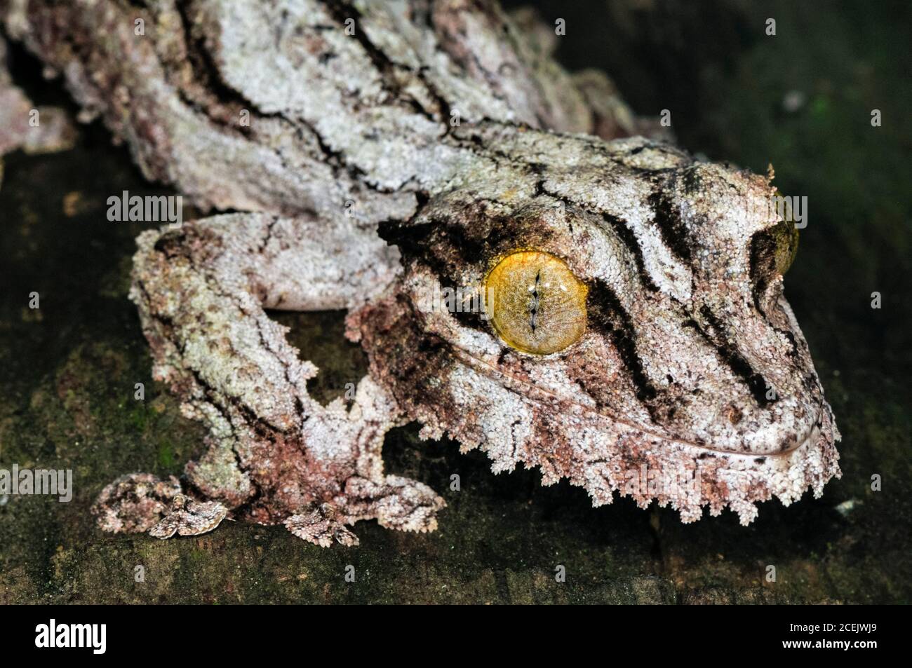 Gecko Uroplatus sikorae à queue de feuilles de mousse, Parc national d'Andasibe, Madagascar Banque D'Images