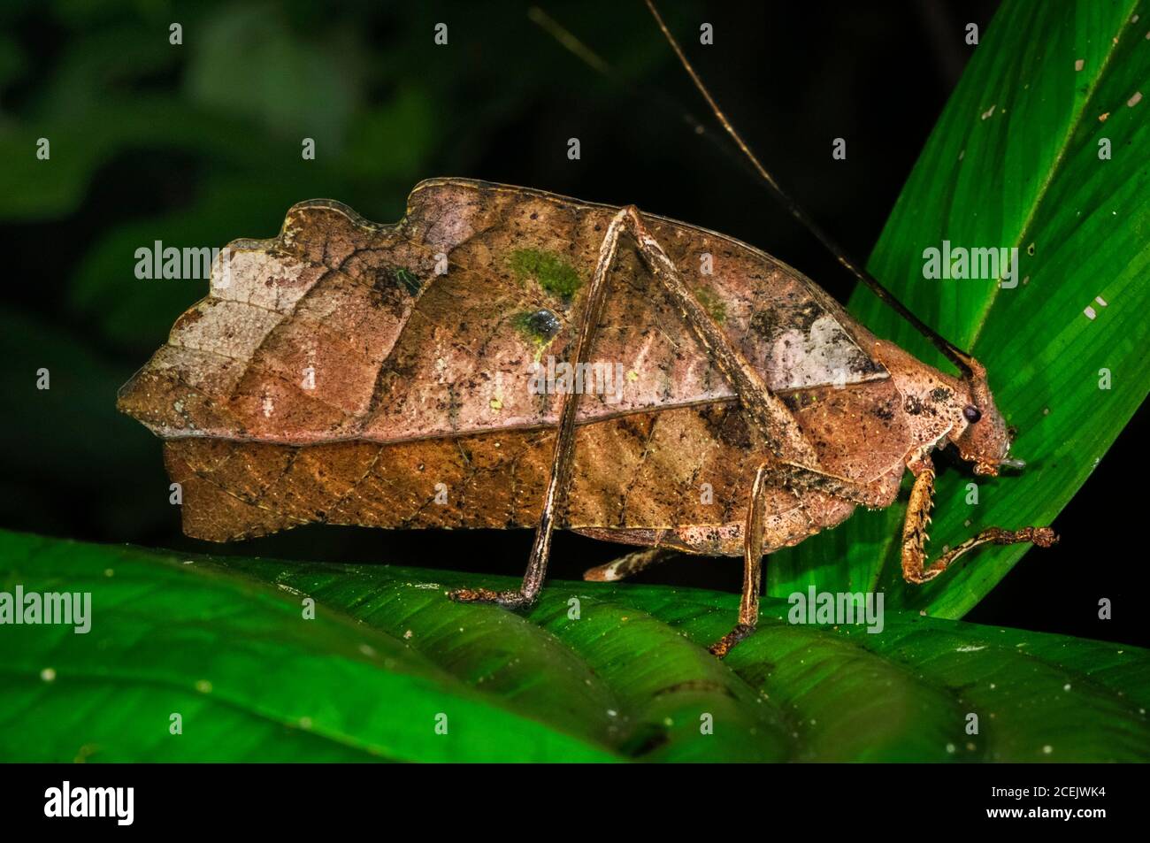 Clignotant ou Peacock Leaf-imite katydid, Pterochromza ocellata, Réserve nationale de Tambopata, région de Madre de Dios, province de Tambopata, Pérou, Amazonie Banque D'Images