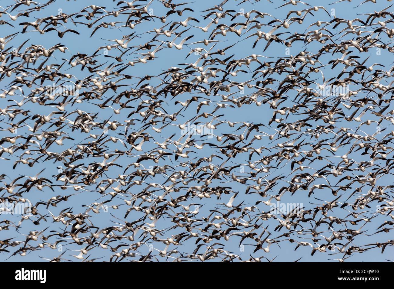 00754-03005 Oies des neiges (Anser caerulescens) Grande troupeau en vol Marion Co. Il Banque D'Images