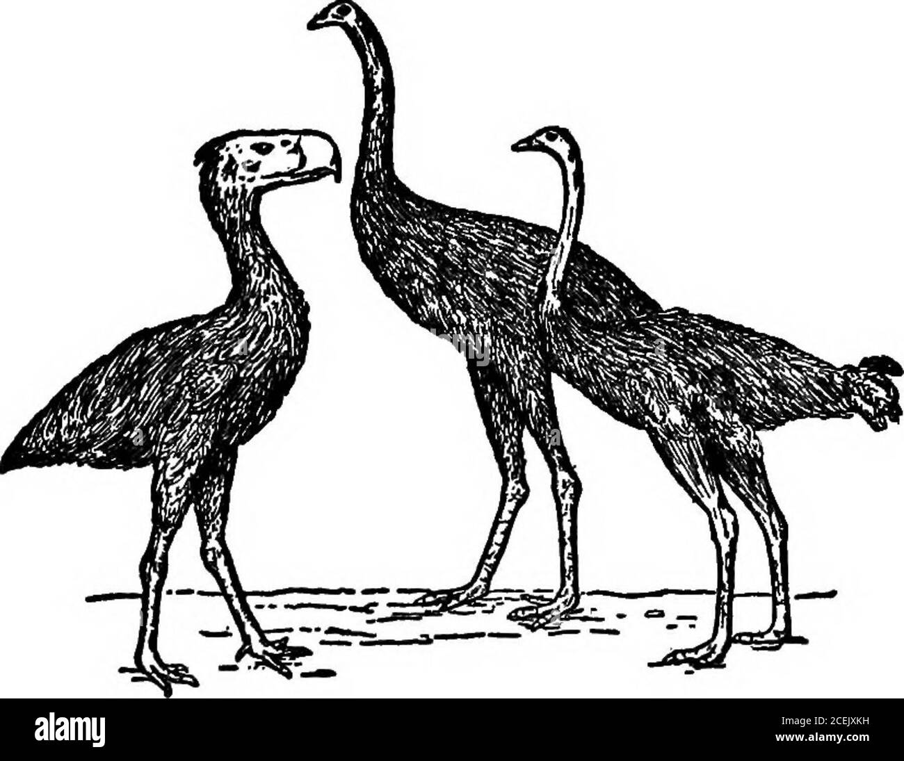 . Les animaux du passé, un compte rendu de certaines des créatures du monde ancien. Pourtant trouvé, se trouve dans le Musée de l'Université de Princeton. Le plus grand tibia connu d'un Moa, le plus long oiseau-os connu, est dans la collection du Mu-seum Canterbury, Christchurch, Nouvelle-Zélande; il est de 3 pieds 3 incheslong. Ceci, cependant, est exceptionnel, les mesuresdes os-jambes de cm ordinaire Dinomis maximumétant comme suit: Fémur, 18 pouces; tibia, 32 pouces; tarse, 19 pouces, un total de 5 pieds 9 pouces. Le egmea^res 10^ par 6^ pouces. Il y a beaucoup de littérature, et très intéressant 158 ANIMAUX DU PASSÉ Banque D'Images