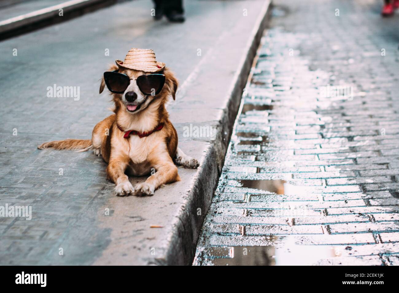 Adorable chien en lunettes de soleil et chapeau Banque D'Images