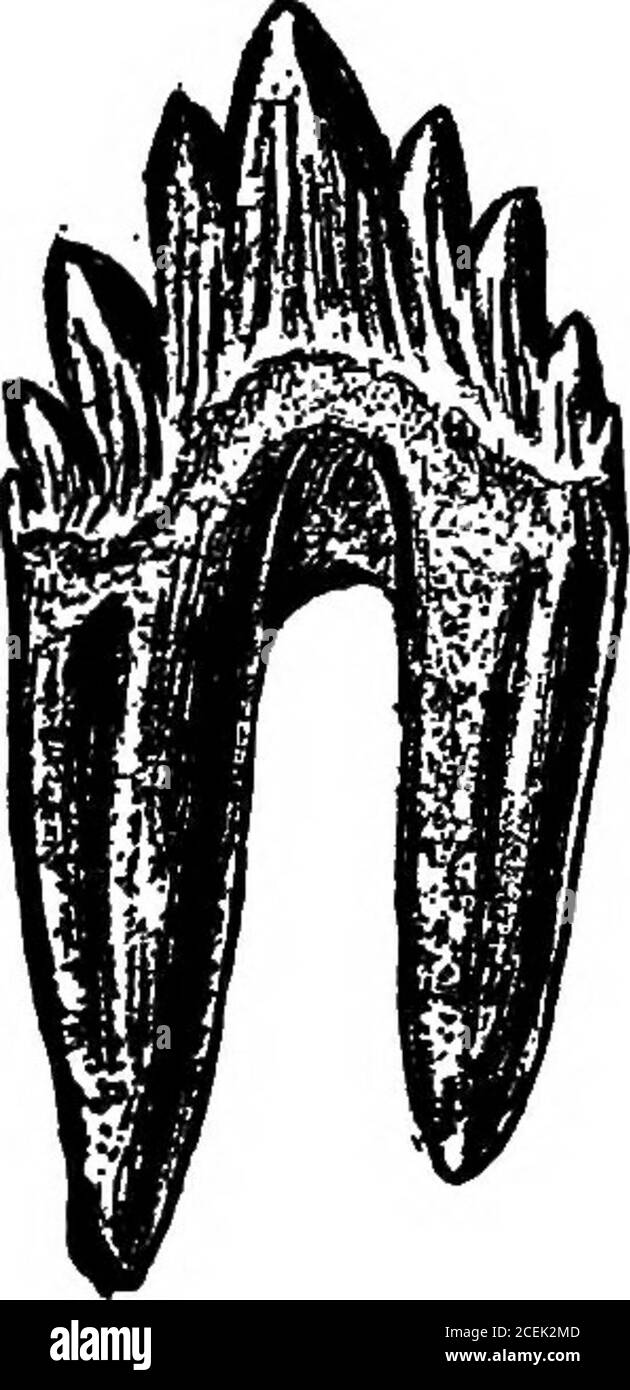 . Les animaux du passé, un compte rendu de certaines des créatures du monde ancien. Des mosasaures en existence.une autre belle collection est dans, le Musée de l'Université StateUniversity du Kansas, à Lawrence. Le meilleur Zeuglodon, le premier à montrer le vestige des jambes et à faire clair d'autres parties de la structure, isin le Musée national des États-Unis. Les grands requins sont connus dans ce pays par les dents seulement, et, comme ceux-ci sont communs dans les RÈGLES de phosphate DE L'ANCIENNE MER 69 lits, des spécimens peuvent être vus dans eUMOST toute collection. Dans le Musée national des États-Unis/m, les mâchoires d'un pied de douze Banque D'Images