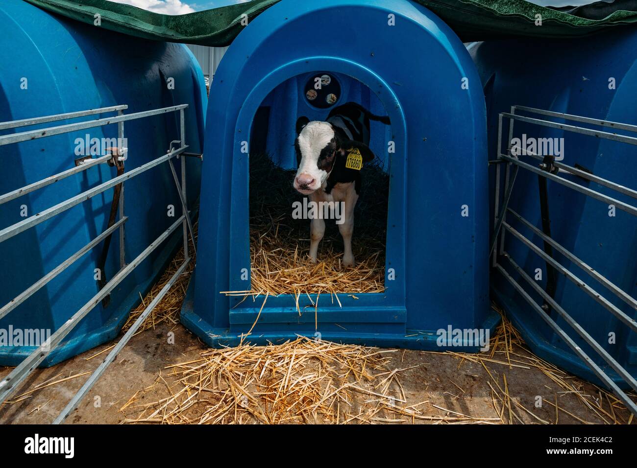 Jeune Holstein veau dans la maison bleue de veau à la ferme de journal Banque D'Images