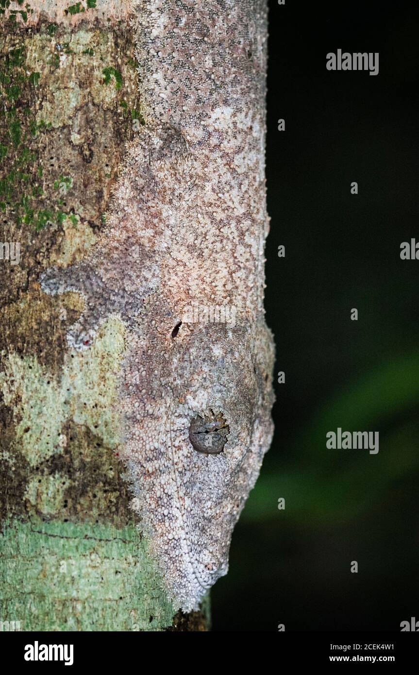 Gecko à queue de feuilles de Henkel, Uroplatus henkeli camouflé sur le tronc des arbres, Parc national d'Ankarana, Madagascar Banque D'Images