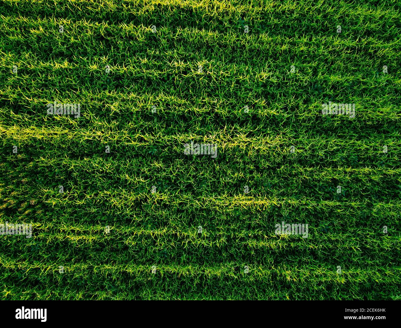 Vue aérienne du champ agricole prise par drone Banque D'Images