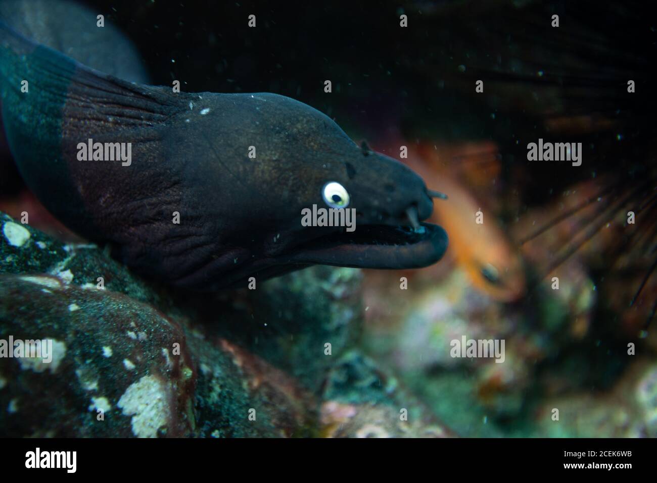 Anguille de moray noire, îles canaries de fuerteventura Banque D'Images