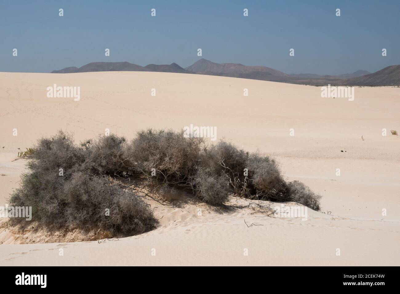 Plante désertique sèche sur une dune de sable sur fond bleu ciel et montagnes Banque D'Images