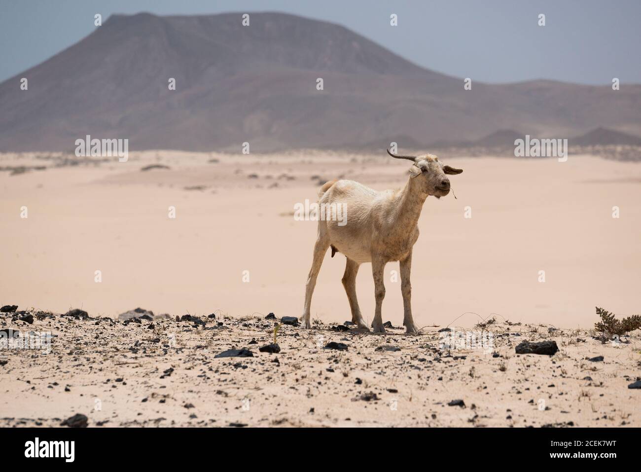 Chèvre sauvage sur une colline sablonneuse avec de petits rochers sur brouillé arrière-plan avec dunes du désert et montagne Banque D'Images