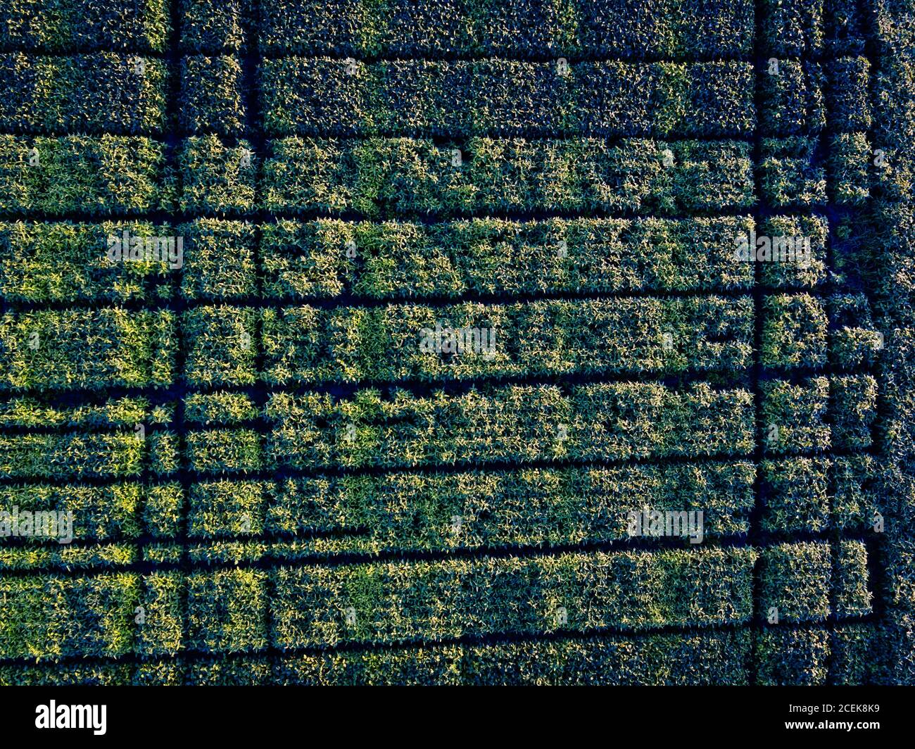 Vue aérienne du champ agricole prise par drone Banque D'Images