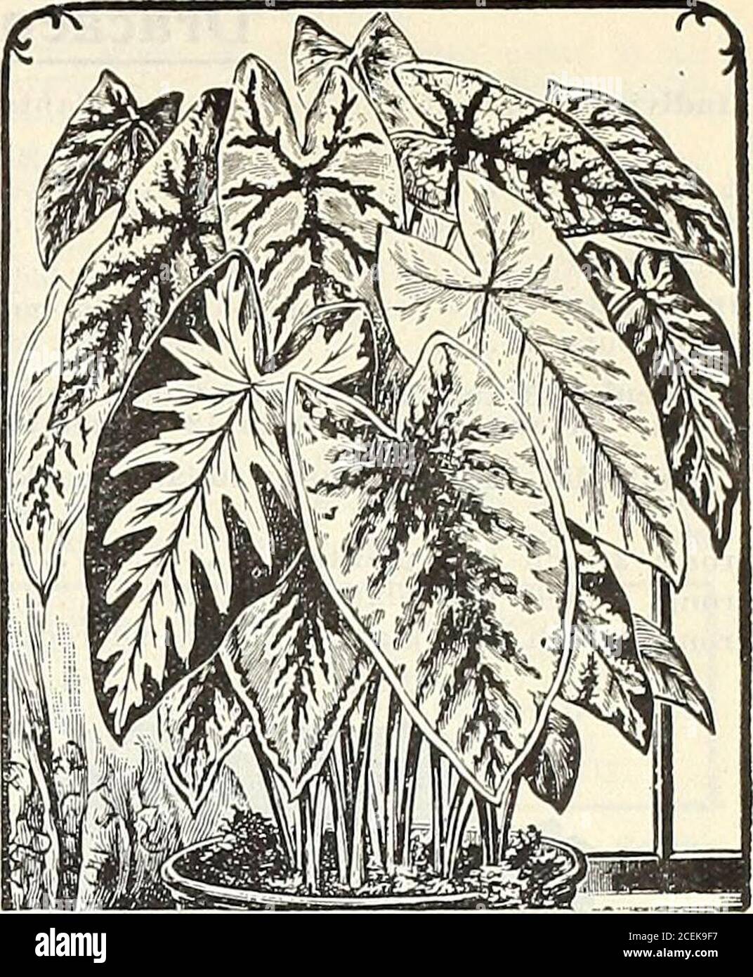 . Livre de Vaughan pour fleuristes. Douze variétés de choix. Acary. Blanc, empli de vert grisâtre, blotchedwith a very saisissante scarlet. Bilontra. Mi-côte bleuâtre transparent : délicat. Duchesse de Mortemart. Blanc crémeux, marbledavec vert foncé. Estacio de sa. Vert avec une teinte marron et des taches de rousseur blanches. Les veines sont brun chocolat. Elsa. Grand producteur vigoureux. Un très beau rose, densément couvert de taches de rousseur pourpres. Guararema. Nervures et nervures rouge brillant profond, rouge plus clair there, taches blanches. Itaqui. Centre blanc, bord vert, nervures rouges. Meyerbeer. Couleur de sol wh Banque D'Images
