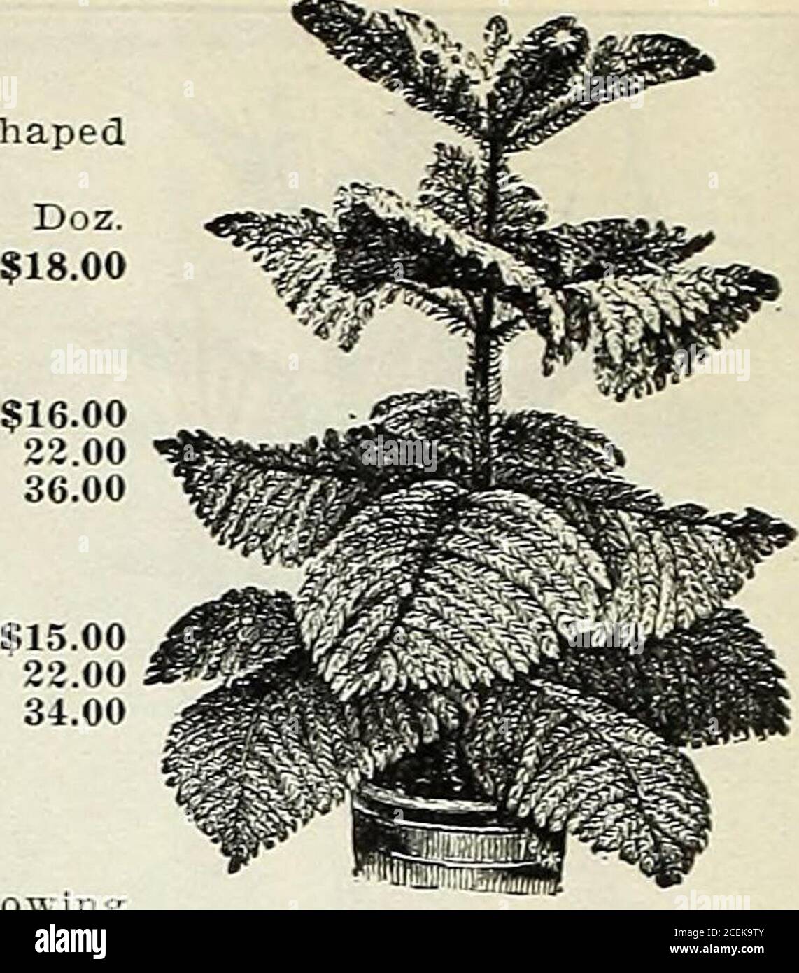. Livre de Vaughan pour fleuristes. ARAUCARIA EXCELSA GLACCA. 142028 à 16 pouces -à 22 inchto 30 pouces 4 à 5 à 4 $1.50 5 2.00 6 3.50 ARAUCARIA ROBUSTA COMPACTA. Inchinchinch 12 à 14 inch16 est inch22 à 24 pouces 3. .à 4.à 6. , 1.50 $. 2.00. 3.00 Araucarias pour livraison ultérieure. En mai, nous aurons une grande importation. Tailles. Toutes les plantes parfaites, bien-forme et sûr ARAUCARIA EXCELSA. Taille du pot. Hauteur. Tourbillons. Chacun. Doz. 4 po 8 à 10 po 2 à 3 0.60 $ 6.00 5 $ po. 12 à 14 po 3 à 4 0,75 9.00 6 po 16 po 4 1.00 12.00 6 po 18 po 4 1.25 15 00 7 po 22 po 5 1.50 18.00 ARAUCARIA EXCELSA GLAUCA. Si Banque D'Images