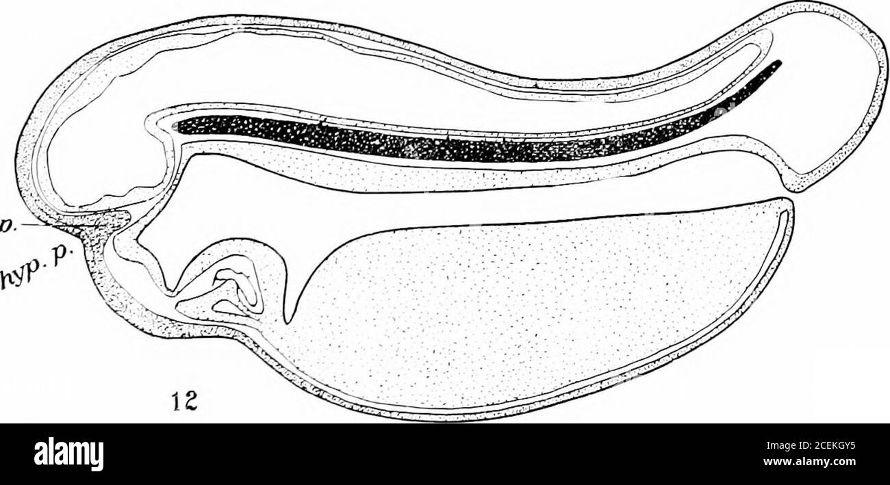 . Les perturbations pigmentaires, de croissance et endocriniennes induites dans le tadpole d'aunran par l'ablation précoce des pars buccalis de l'hypophyse. Métamorphose. Arch. f. Entw.-méc. d. Orgue., BD 36, S. 595-625.Winkler, F. 1910 Beobachtungen uber die Bewegungen der Pigmentzellen. Arch. f. U. Dermat Syphilis, Bd 100, S. 255-260. PLAQUES 1J3 MÉMOIRE NO, 11. ABRÉVIATIONS a.o., organe adhésif hyp., hypophyse hyp.p., fosse hypophysiale inf., infundibulum n.p.a.., lobe épithélial vestigial (parsepi- thelialis)n.p.., nouveau lobeo neural. P., placode olfactif op.V., vésiicleot optique v., vésiicleotique p. P.N., pi Banque D'Images