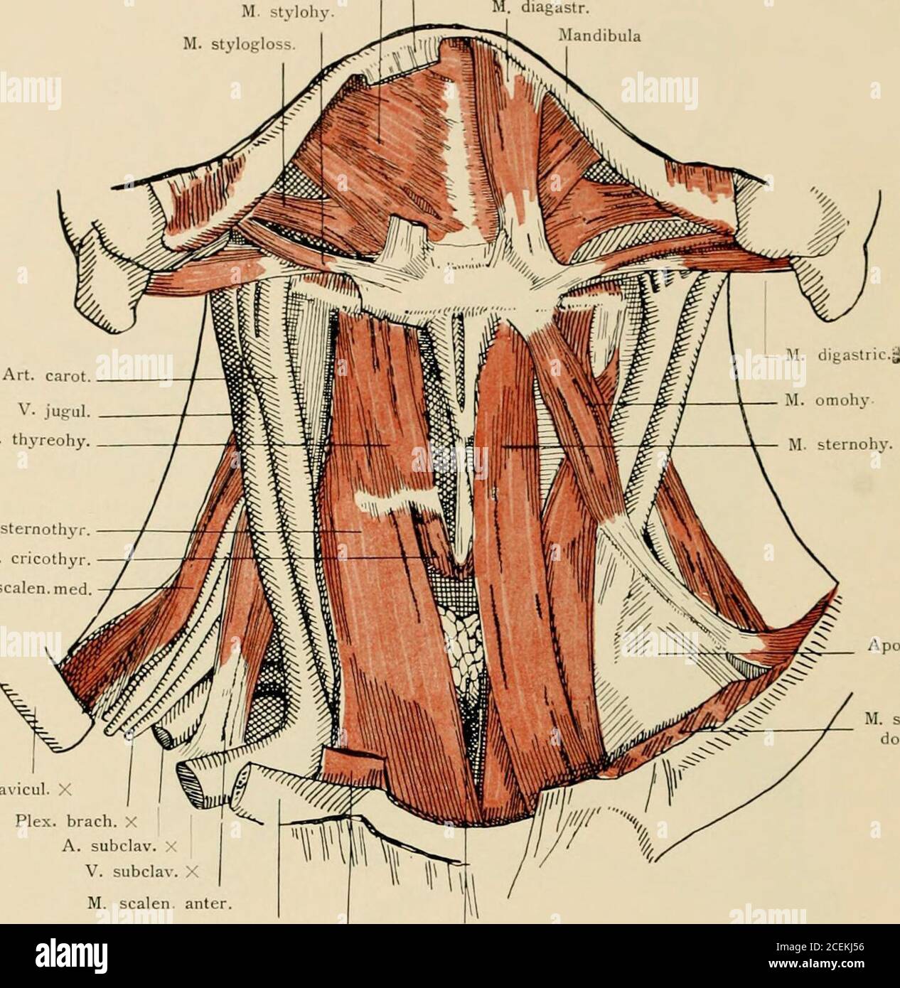 . Die Anatomie des Menschen : mit Hinweisen auf die ärztliche Praxis : Abt. 1-6. Texte et Atlas. Mm. Splénii M. myloh.M. digastr. M. thyreohy,M. sternohv. Fossa supraclav. maj Clavicula M. omo- Cap. Plus tard. Hyoïde médiale cap. M. sternocleidom. Trigonum omociavic. Muskeln des Halses im profil. DAS Platysma ist entfernt. Musculi colli. — 27 .3.5. Art. Carot V. jufiul,M. thyreohy. M. sternothyr. M. cricothyr, M. Scalen, med M. stylohyM. Stylogloss 33 M. mylohy. ^i- ciigastr. X M. diagastr. Jlandibula. Aponeurosiscolli M. sternocleidomast. X Clavicul. brach. X Plex. X A. subclav. Sous-clav. M. S. Banque D'Images
