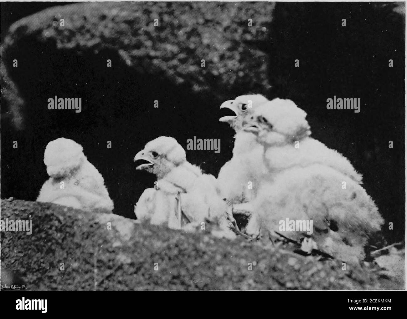 . Le faucon pèlerin à l'eyrie. DIX JOURS ET PRÊT À SE BATTRE. Rien de sûr jusqu'à ingestion. 43. LE JEUNE DE DIX JOURS.JjigM 5, vitesse de plaque 250, sujet 100, Arrêt F8, exposition l-50«ec, 10.50 il a effectué une autre visite à l'eyrie, et s'est levé dans la même attitude. Ensuite, sur le développement des négatifs Iretrouva que dans le premier son bec est tout couvert de bas, qui a presque disparu dans le second. Maintenant, dans celui de lui qui secoue imselfaprès le dernier repas, le bec est tout à fait propre, de sorte que dans l'intervalhe doit avoir eu un repas par lui-même. À chacune de ces visites a été hit dans t Banque D'Images