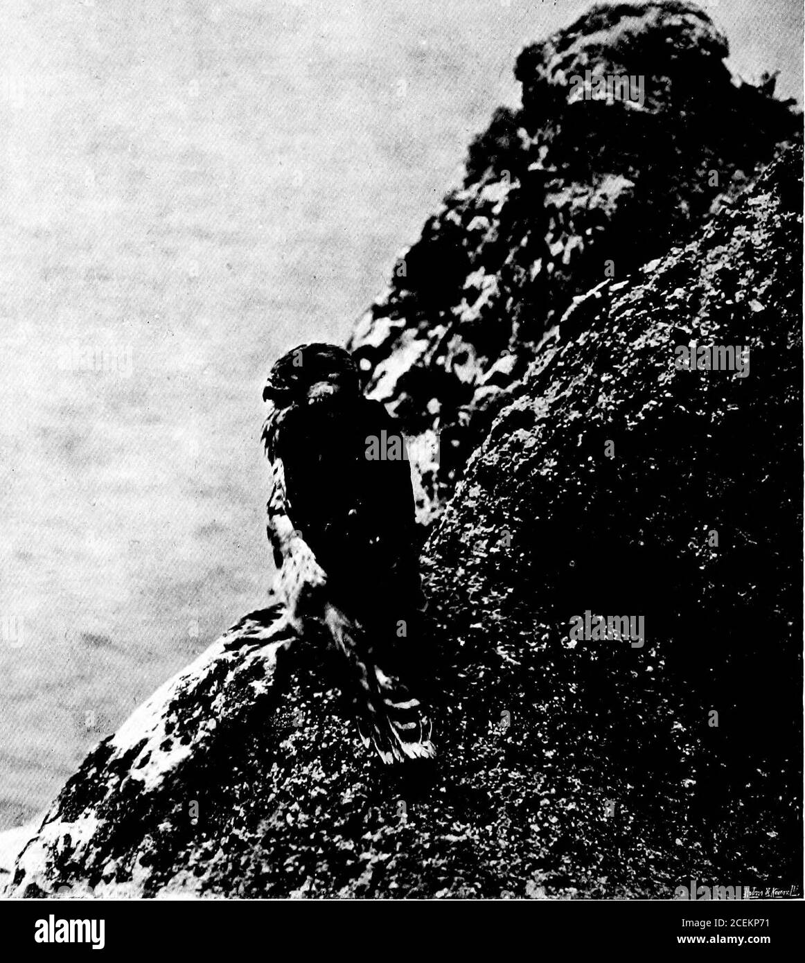 . Le faucon pèlerin à l'eyrie. JEUNE DE VINGT-NEUF JOURS. Une nouvelle utilisation pour un crayon. CHAPITRE I. Introduction. MAINTENANT que l'aigle de mer et l'Osprey sont éteints, mainlypar les déprédations des oeufs - collecteurs, et l'aigle d'or est seulement toléré dans certaines parties de l'Ecosse où les portsmen trouvent l'oiseau utile pour réduire les eaux de mérous qui interfèrent avec le traque de cerf, Le Faucon pèlerin est l'oiseau de proie le plus grand que nous ayons laissé en Angleterre.le compte suivant est basé sur les notes de terrain faites pendant trois sources successives à la même eyrie, et que leur pleine relation implique beaucoup o Banque D'Images