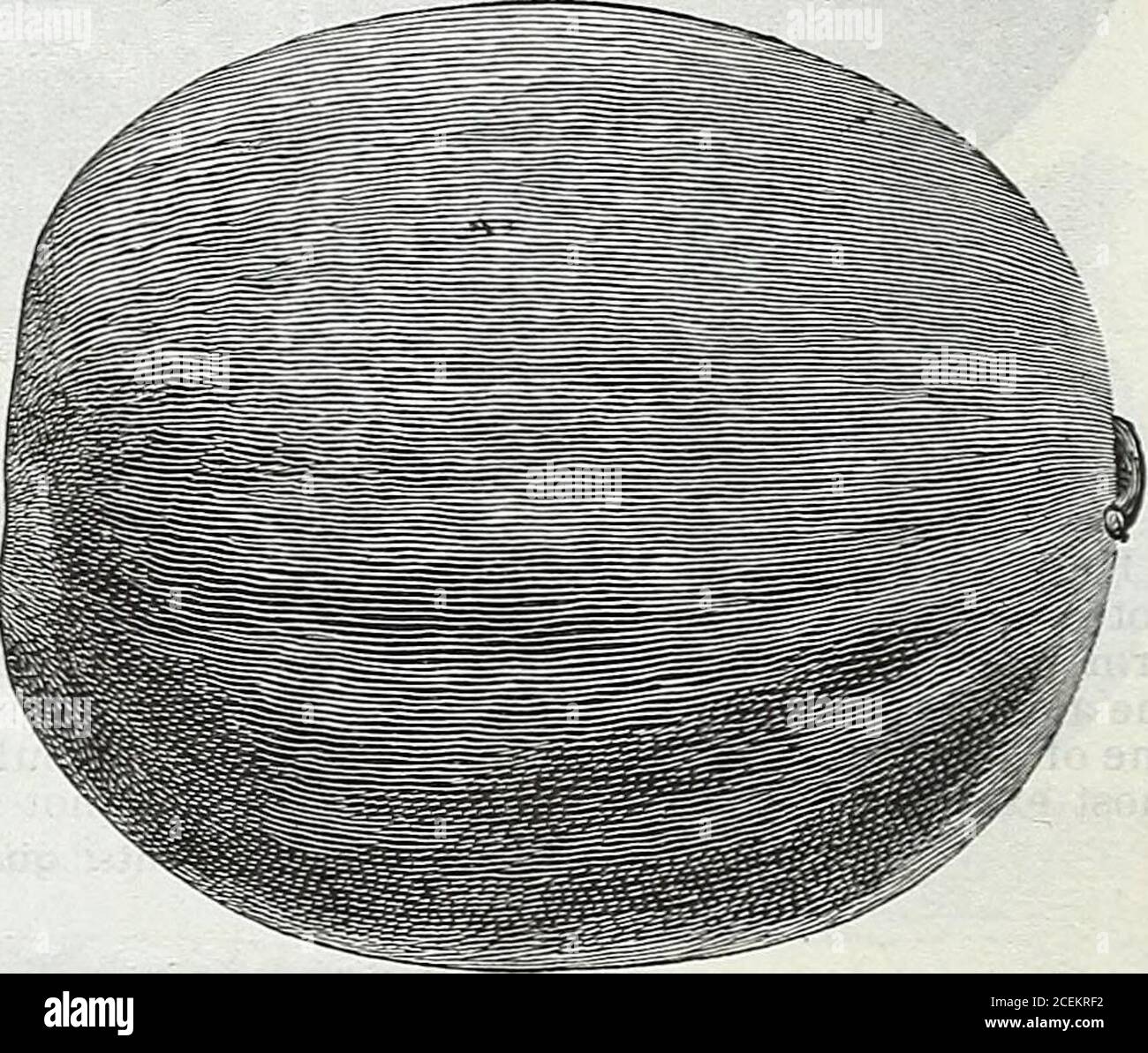 . Le livre de semences Maule pour 1922. IBeheier, m croquante bothP KQ Shaker Blue One oi le meilleur rond Melons salon Accueil et marché MelonCulture par troupe UN livre précieux pour tous MelonGrowers tissu-bound $1.00 PostPay.. C'est un grand melon d'apparence jolie. Le rind est vert foncé rayé avec des bandes étroites de vert clair, mais quand prêt à l'expédition a une apparence verte unie de darli. Il grandit à la taille énorme, en moyenne quand bien grandi de 40 à 50 livres chacun. En outre, il est un melon de saveur délicieuse, et produit fréquemment de la mélonsine 90 jours aussi grand que 60 livres chacun. Ses fusils rouge vif Banque D'Images