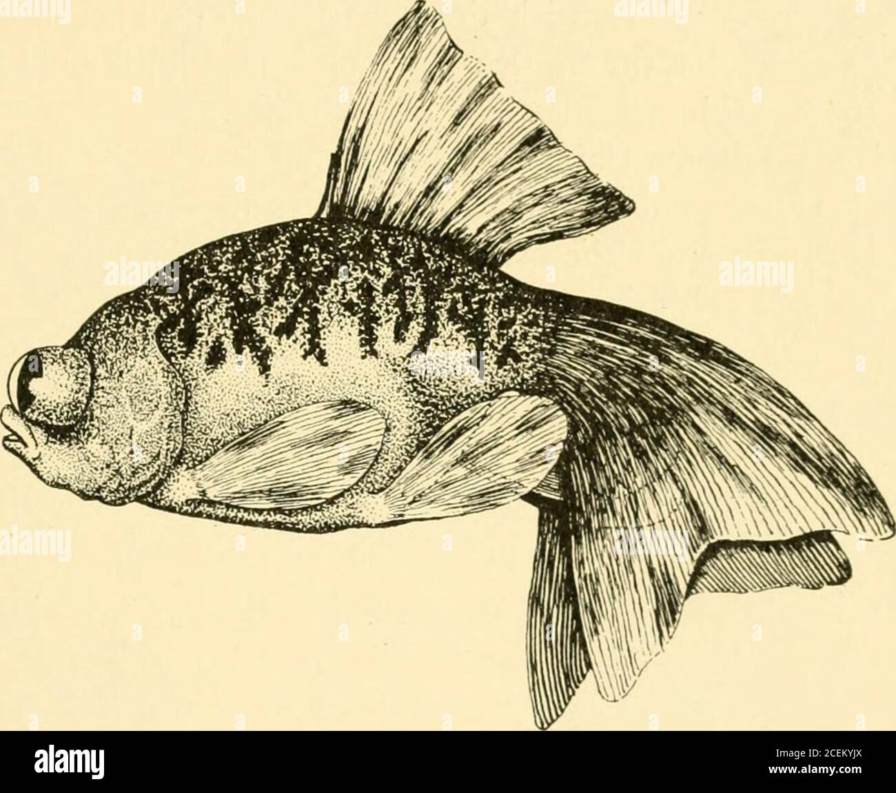 . Les poissons d'or se reproduisent et d'autres poissons d'aquarium, leur soin et leur propagation : un guide des aquariums d'eau douce et marine, leur faune, leur flore et leur gestion. Avec 280 illustrations explicatives, imprimées avec le texte. 58 POISSONS ROUGES BRKKDS LE TÉLESCOPE CHINOIS AVEC LETTRAGE POISSON ROUGE Carassius auratus, var.chintnsis script US. Kig. 27 un autre exemple des patients qui travaillent des Chinois dans le développement des caractéristiques souhaitées dans le poisson rouge est évident dans le Telescope lettré, un poisson très rare, comme mais deux spécimens, les deux femelles, sont venus à la connaissance de l'auteur, tous deux possédés à Philadelphie. Aucun au récent Banque D'Images