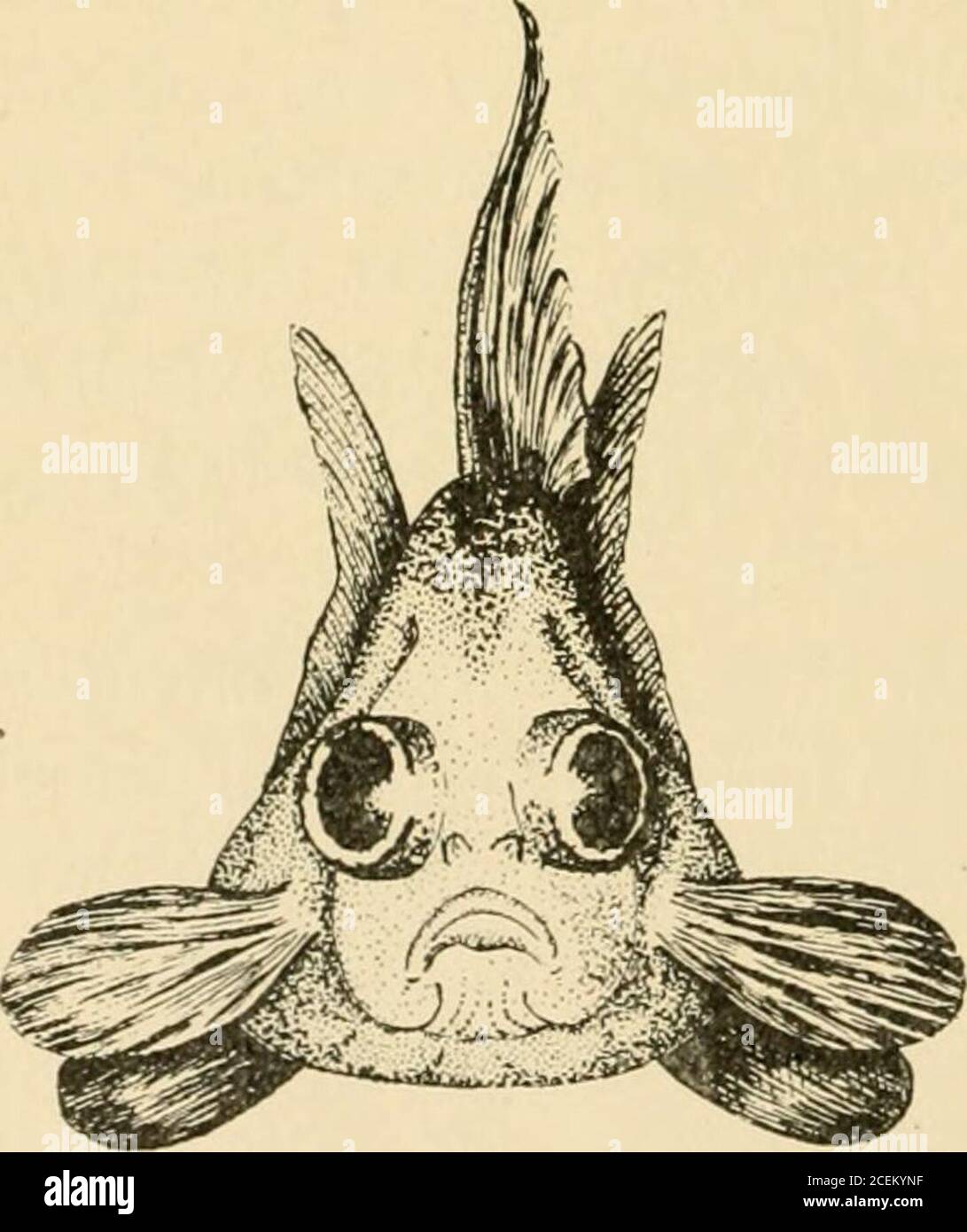 . Les poissons d'or se reproduisent et d'autres poissons d'aquarium, leur soin et leur propagation : un guide des aquariums d'eau douce et marine, leur faune, leur flore et leur gestion. Avec 280 illustrations explicatives, imprimées avec le texte. FIGURE 25—télescope pour le tigre de Chine GoldfishCarassius auratus, var. Chinensis tigrinus vue latérale deux tiers de la taille de vie au-delà du museau, dirigé latéralement et projetant y2 à $/% pouces des orbites. Dans la section transversale, le poisson apparaît presque triangulaire, avec l'abdomen aplati comme base. Le corps est court, épais et mal formé, peu de nageoires et de queue, et les marques faux Banque D'Images