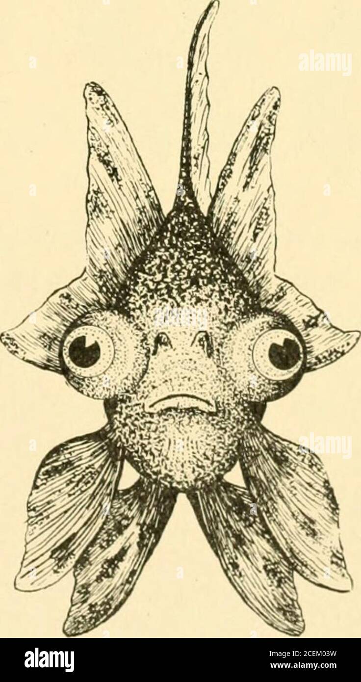 . Les poissons d'or se reproduisent et d'autres poissons d'aquarium, leur soin et leur propagation : un guide des aquariums d'eau douce et marine, leur faune, leur flore et leur gestion. Avec 280 illustrations explicatives, imprimées avec le texte. FIGURE 21—Young Chinese Motacheté Telescope GoldfishLateral View. Taille de vie et queue. Il est tellement mis à l'échelle de façon transparente que les teintes de chair, qui sont oftend'une teinte bleuâtre prononcée, peuvent être vues à travers la peau ; sur laquelle. FIGURE 22— vue frontale du jeune télescope chinois Motacheté de Goldfishface. Life si?e les moutlings rouge, jaune, marron, bleu et noir montrent le plus ostentatoire. C'est un beau, Mo Banque D'Images