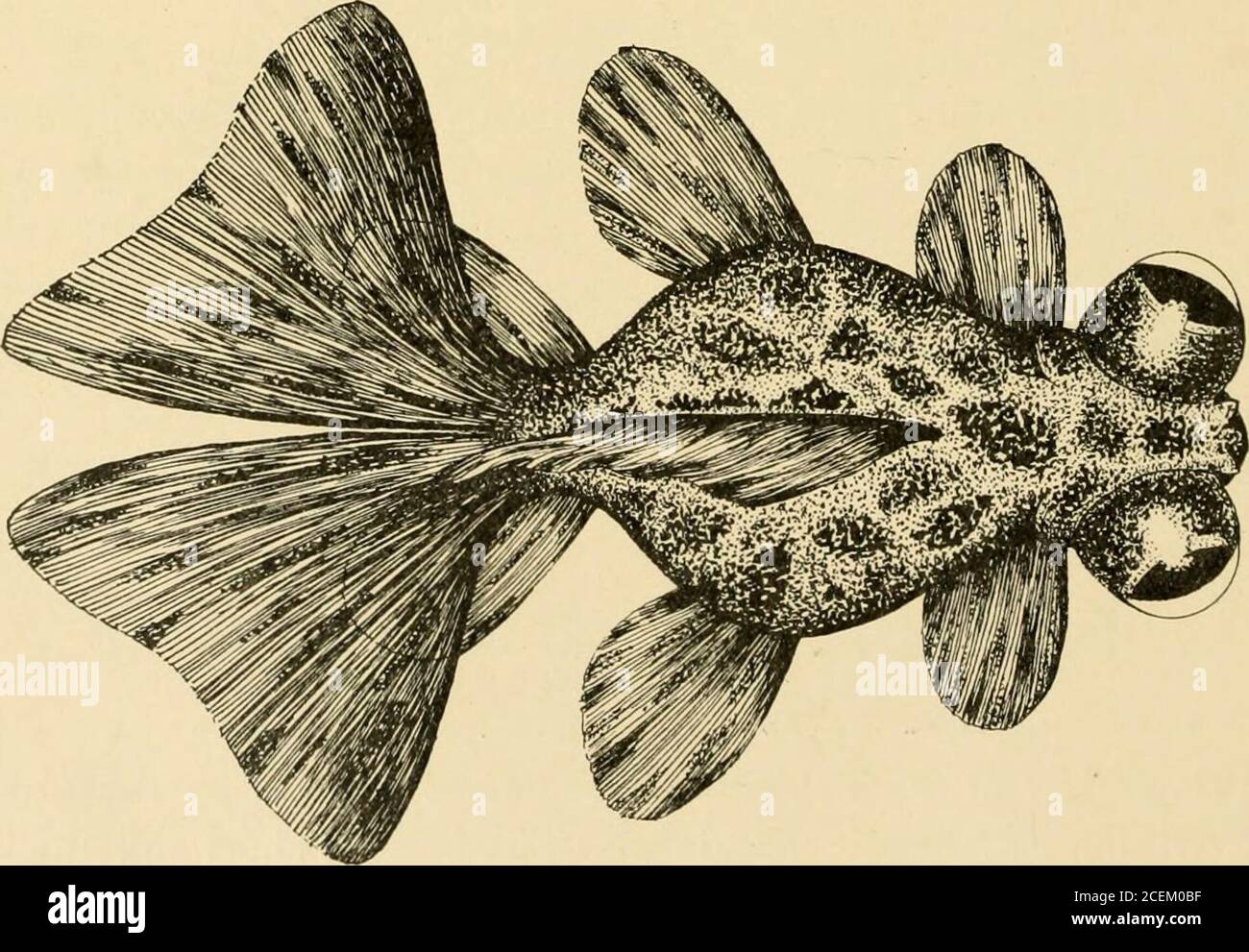 . Les poissons d'or se reproduisent et d'autres poissons d'aquarium, leur soin et leur propagation : un guide des aquariums d'eau douce et marine, leur faune, leur flore et leur gestion. Avec 280 illustrations explicatives, imprimées avec le texte. FIGURE 19—télescope chinois Motacheté adulte GoldfishCarassius auratus,var. Chinensis veriegatus. Vue latérale. Les deux tiers de la taille de vie de la nageoire dorsale sont hautes et courtes; toutes les nageoires inférieures sont appariées, longues et verylarges; la queue est double et les deux queues séparées sont portées à un angle. FIGURE 20—vue de GoldfishDorsal du télescope chinois Motacheté adulte. Les deux tiers de la taille de vie 54 RACES DE POISSONS D'OR à chacun Banque D'Images