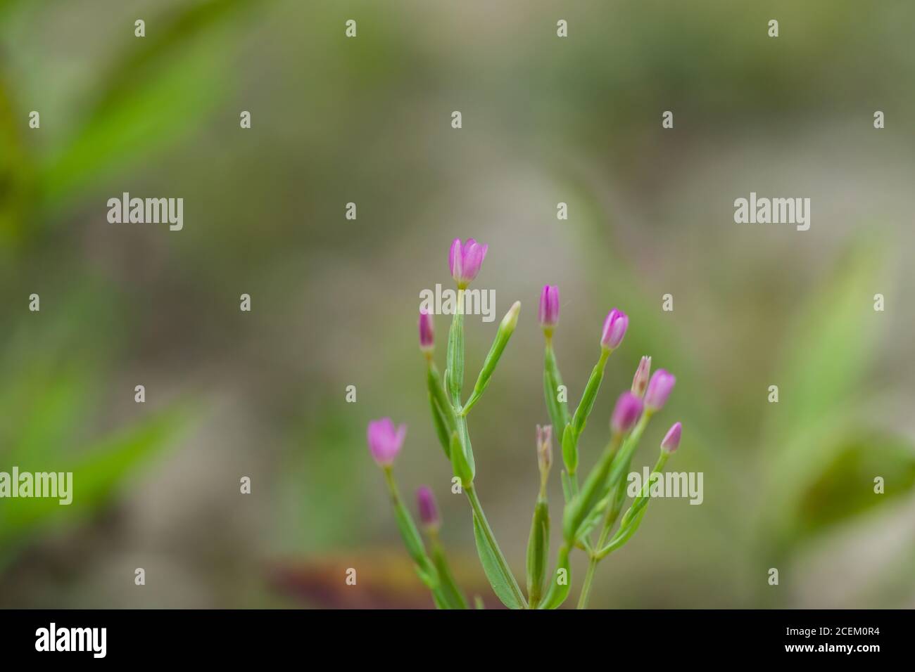 Fleurs de Centaury en été Banque D'Images