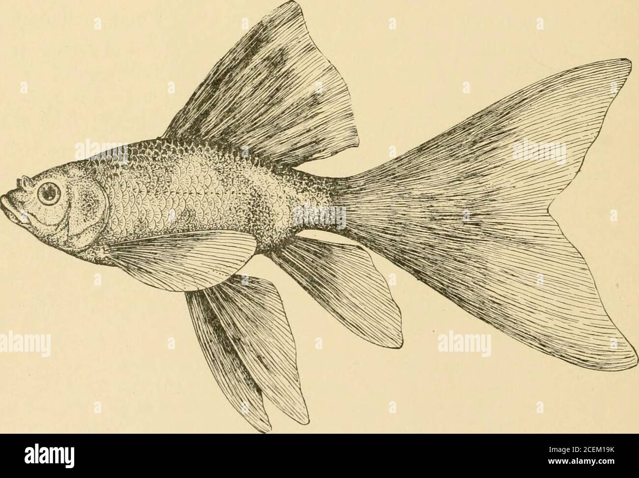 . Les poissons d'or se reproduisent et d'autres poissons d'aquarium, leur soin et leur propagation : un guide des aquariums d'eau douce et marine, leur faune, leur flore et leur gestion. Avec 280 illustrations explicatives, imprimées avec le texte. ese Tiger Telescope (poisson rouge)—Carassius auratus, var. Chinensis tigrinus.le poisson rouge chinois Telescope—Carassius auratus, var. Chinensis (poisson rouge)—Carassius auratus, var. Chinensis tigrinus.le poisson rouge chinois Telescope—Carassius auratus, var. Chinensis (poisson rouge).Celassius auratus, var Banque D'Images