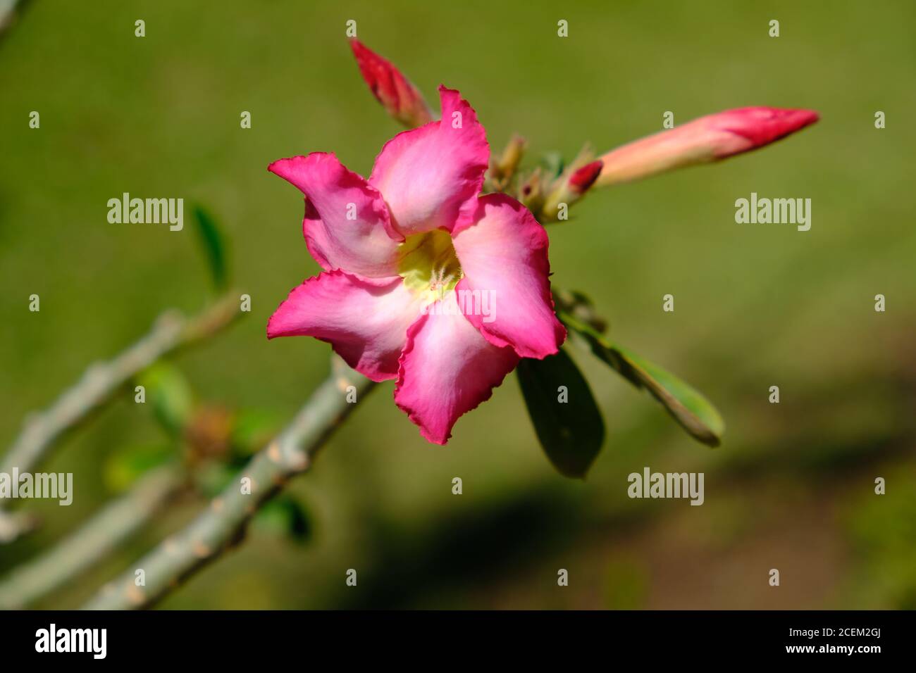 Bolivie Santa Cruz de la Sierra - Rose du désert (Adenium obesum) Banque D'Images