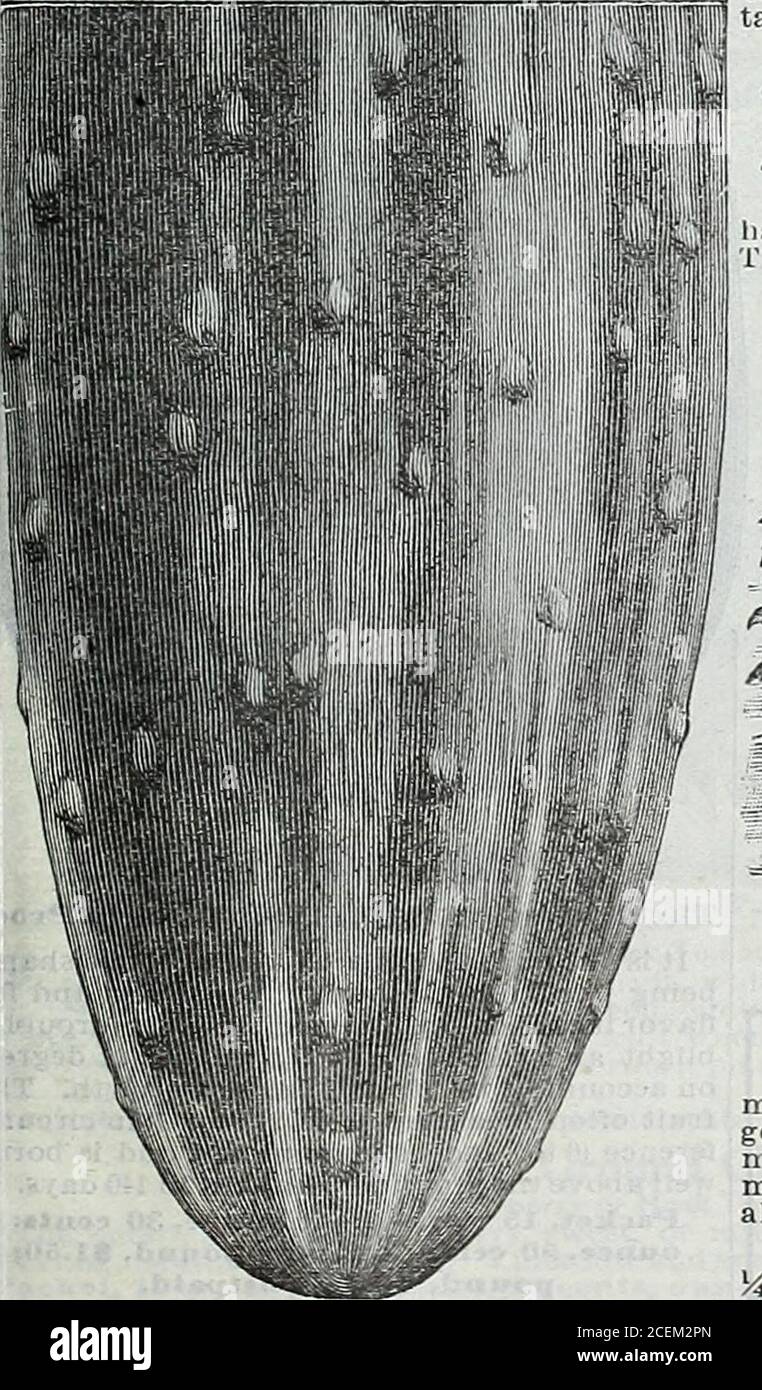 . Le livre de semences Maule pour 1922. 26^ des ours frais et croustillants toute la saison une variété extrêmement prolifique et belle. Au piquetage, le fruit est droit, long, pair et mince, et jusqu'à ce qu'il atteigne le grand sizeit est d'une couleur vert très foncé ou presque noir. Les boutons portant les thespins sont prédominants à tous les stades de la croissance, ce qui donne l'aspect acharactéristique du concombre. Mûrit sa récolte en environ 65 jours. Une variété de linables, tendres et croustillantes. Paquet, 8 cents; once, 13 cents; quart de livre, 40 cts.; livre, $] .35; 5 livres, 5.75 $, postpayé. 27^ concombres mixtes une plantation pour la saison Banque D'Images