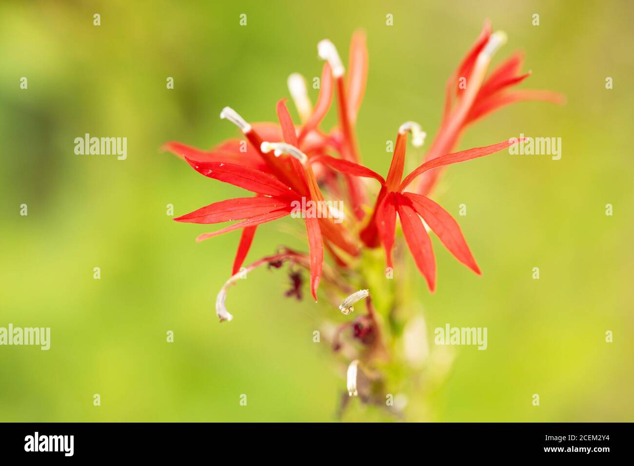 Fleur de cardinal (Lobelia cardinalis), une fleur rouge de la famille des Campanulacées indigènes des Amériques. Banque D'Images