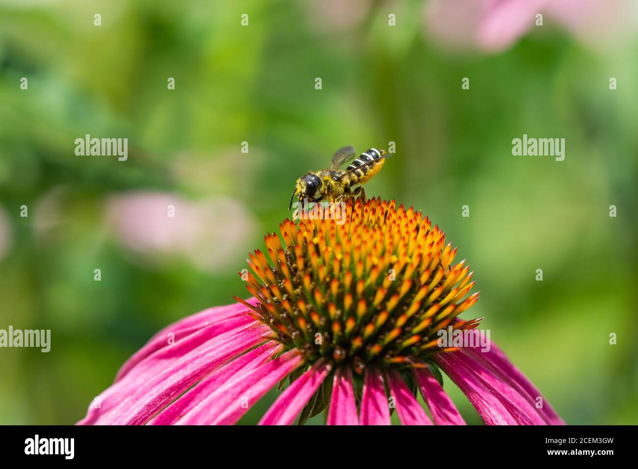 Feuille d'abeille sur fleurs d'échinacée Banque D'Images