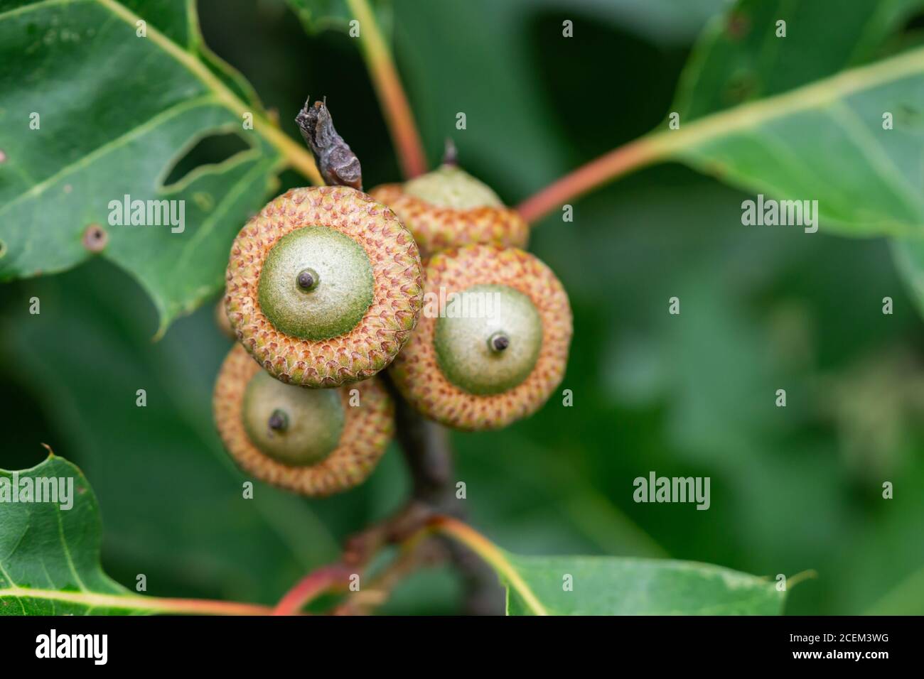 Chêne Acorns sur l'arbre en été Banque D'Images