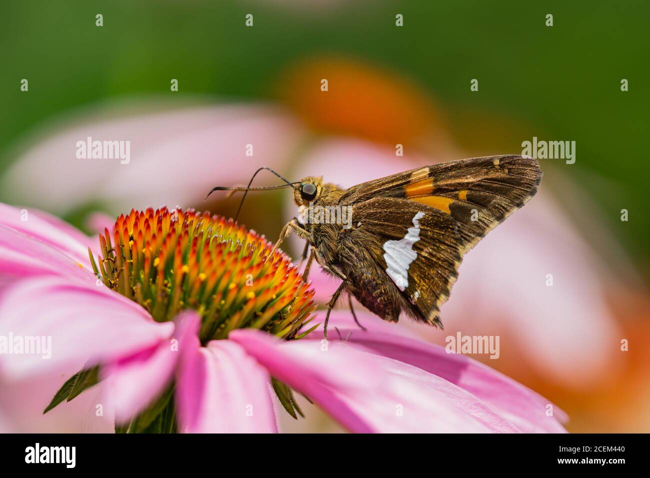 Skipper à pois d'argent papillon sur fleurs d'échinacée Banque D'Images