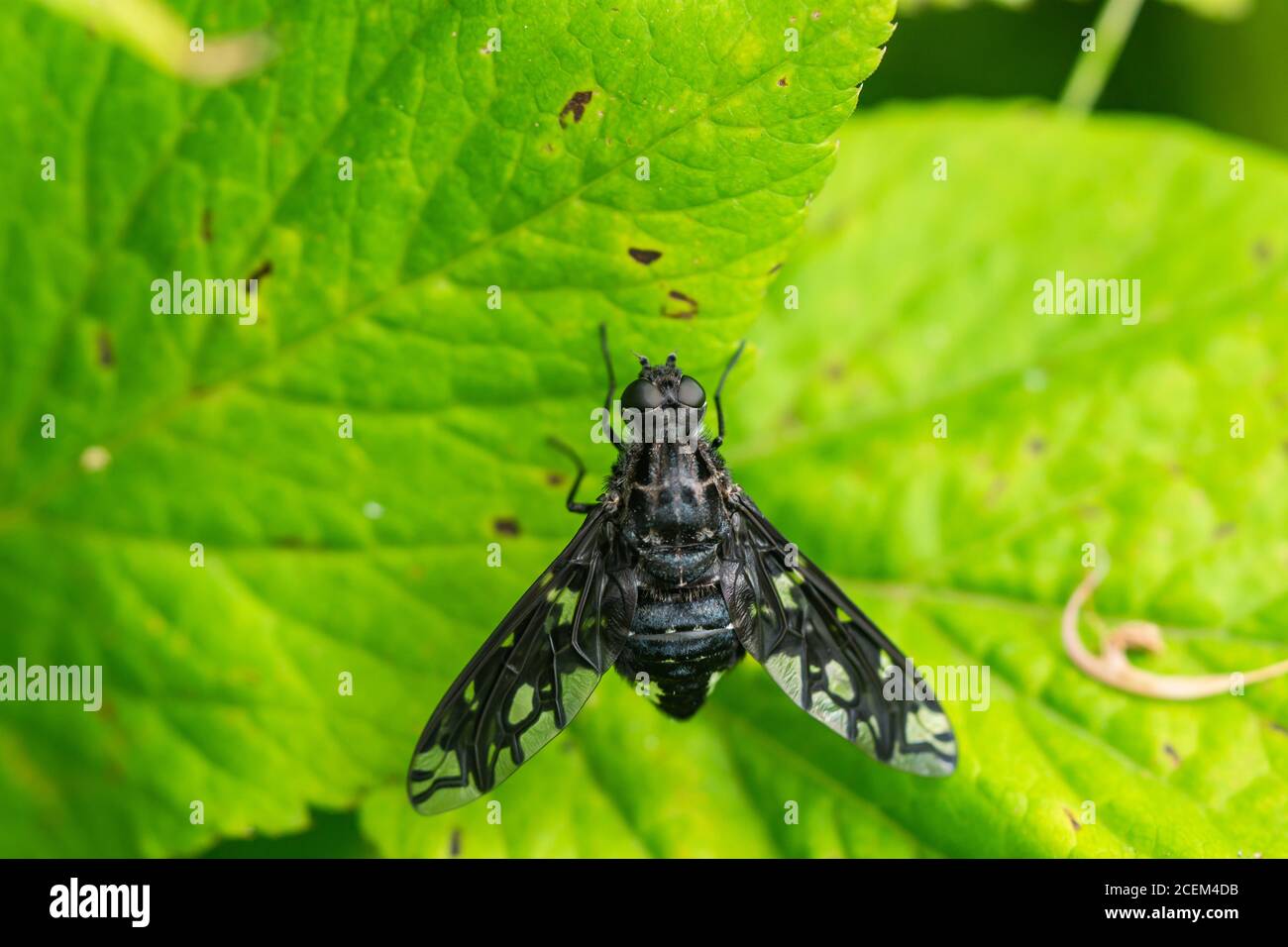 Tiger Bee Fly en été Banque D'Images