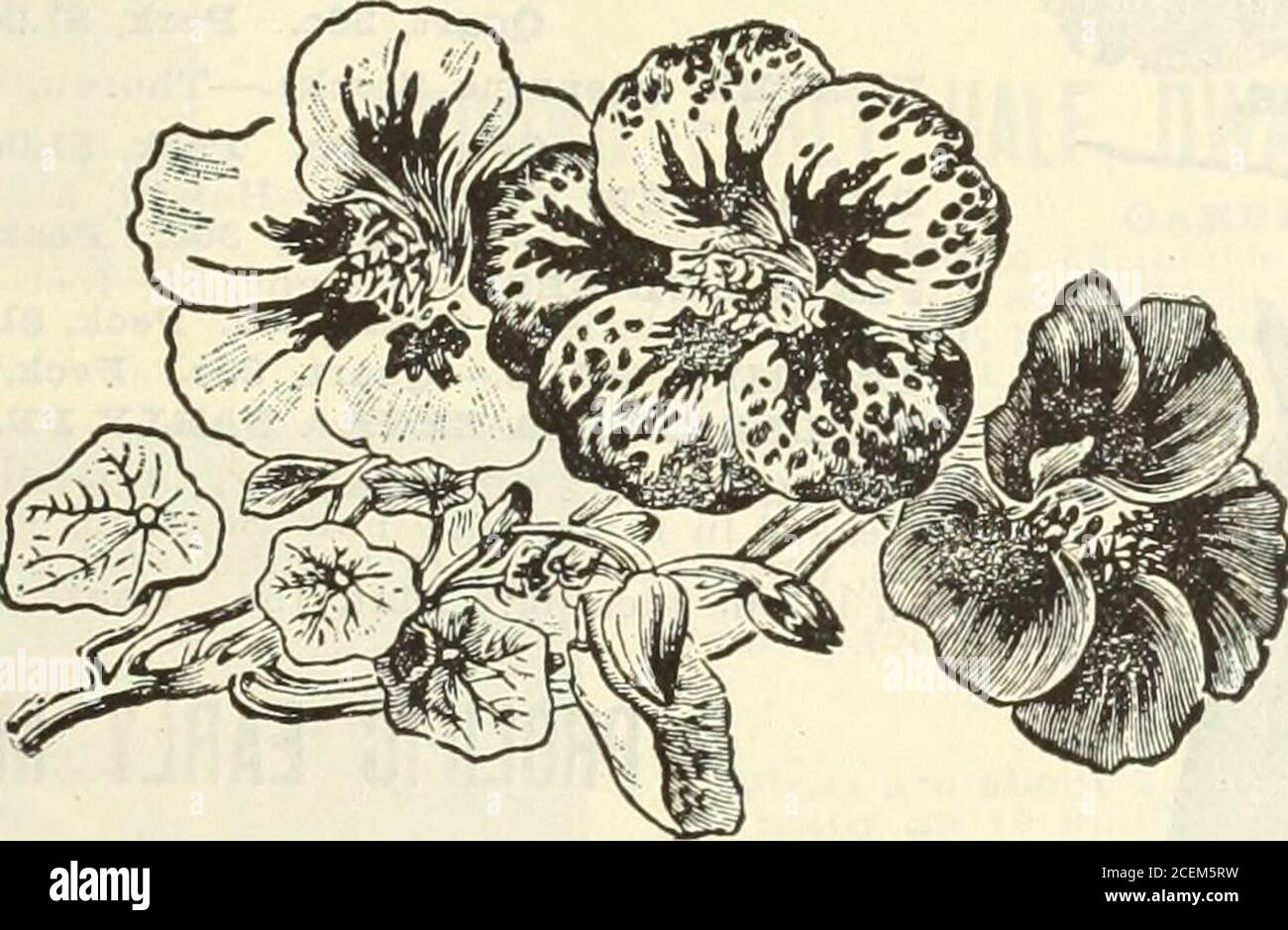 . 1916 Griffith et Turner Co. : fournitures agricoles et de jardin. ONIOIT DE FRIZE-TAKER. MOUTARDE . ■ ,u -fortement estimé dans le Sud, où le .seed est semé à l'automne et u.sed au printemps comme une salade notre stock est la vraie feuille curée, et produit des plantes de deux fois haut et de plus grande largeur, formant d'énormes bunches nwuui,c pi^ma Pkt., 5^. Oz., ino. y. lb., 15 To. 50cWHITE MOUTARDE.—1/4 lb., 10c. ib., 30c. Usine DE NATURTIUM en mai, les variétés de va-grip pour couvrir l'arbre ou la clôture, et la naine pour les lits ou les paniers à tentures. Les feuilles sont utilisées pour la salade, et les graines, quand softenough à pénétrer b Banque D'Images