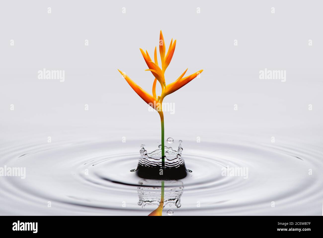 Heliconia psittacorum (torche dorée) fleurs, fleurs tropicales dans l'eau éclabousse isolé sur fond blanc. Banque D'Images