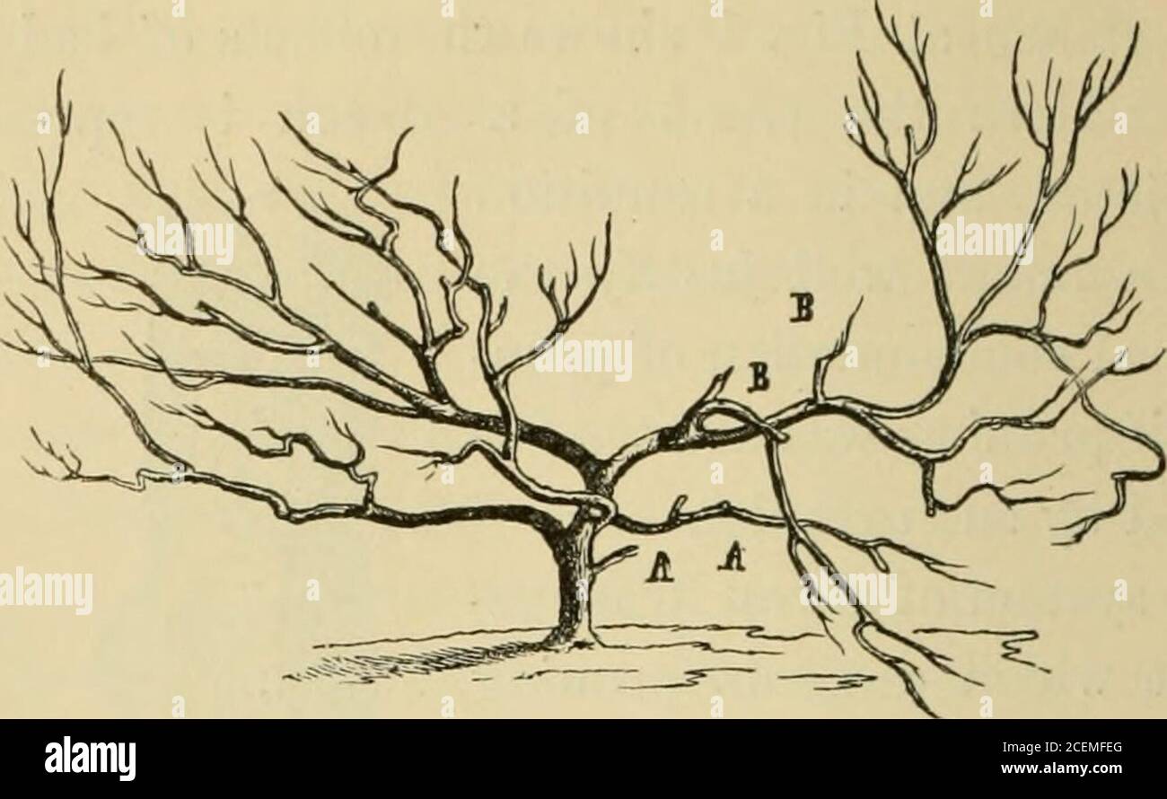 Scellant Greffe Bonsaï Scellant Élagage Arbre - Pâte Cicatrisante Pour Plantes - Soin Branches Et Greffes - Avec Pinceau Scellant Plaies Plantes