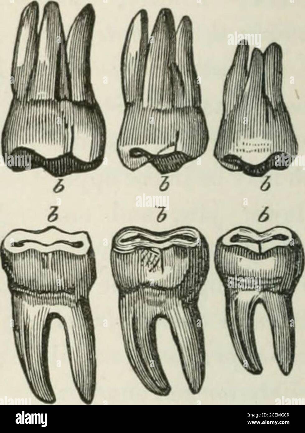 Les Principes Et La Pratique De La Chirurgie Dentaire Arch Et Sont Six Dans Chaque Machoire Trois De Chaque Cote Ils Se Distinguent Par Leur Grosseur D Accueil Le Premier Et Le Deuxieme