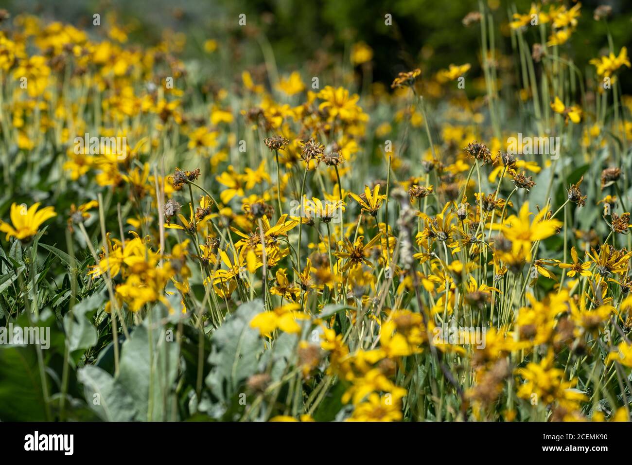 Fleurs sauvages de pâquerettes jaunes d'Arrowleaf, en voie de disparition, dans le parc national de Grand Teton, Wyoming. Mise au point sélective Banque D'Images