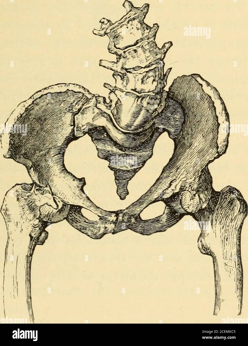 Vertebral Bodies Banque d'image et photos - Alamy
