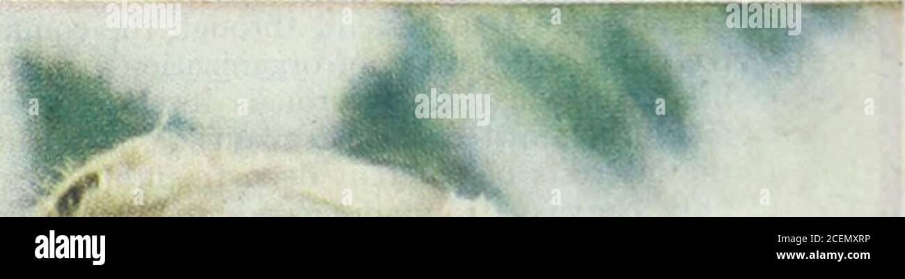 . Le journal de la maison des dames. LA PAIX, nous devons maintenant nous doter de bourses pour l'établissement. Non seulement en tant que secrétaire et secrétaire général, forcé d'apprendre en 1931pacification, il a été un accord de guerre de joie. • était un biectif qui ne suffit pas à maintenir la paix Ici Stimson différait-il de ceux qui pensaient qu'une coalition anglo-américaine pouvait en quelque sorte affirmer sa volonté vertueuse dans le monde entier.mais sans le maintien de relations étroites avec les Britanniques, Stimson ne savait pas comment l'Amérique pouvait espérer à lui un membre effectif de la société mondiale. Ficelle deux cicatrices ensemble, puis rouler les extrémités de vos cheveux à votre d Banque D'Images